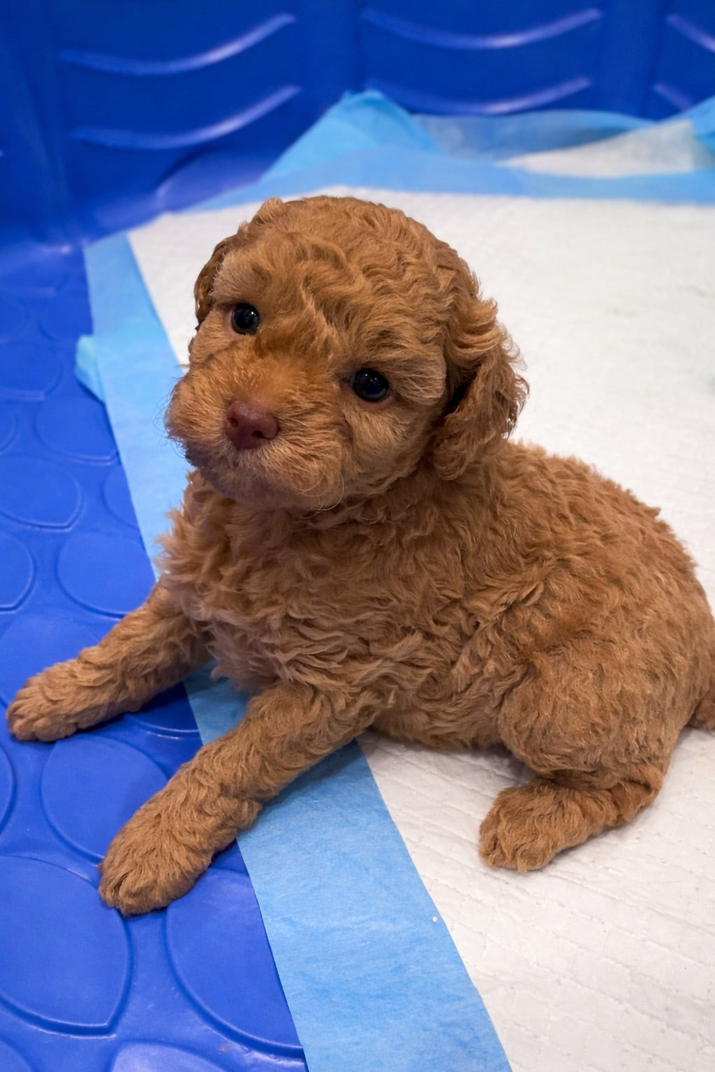 SOLD!!! Red Brown Toy Poodle (GIRL) (Deposit ONLY)