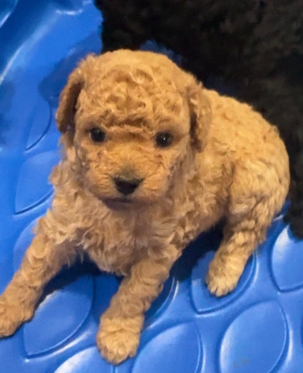 SOLD!!! Light Gold Toy Poodle (GIRL) (Deposit ONLY)