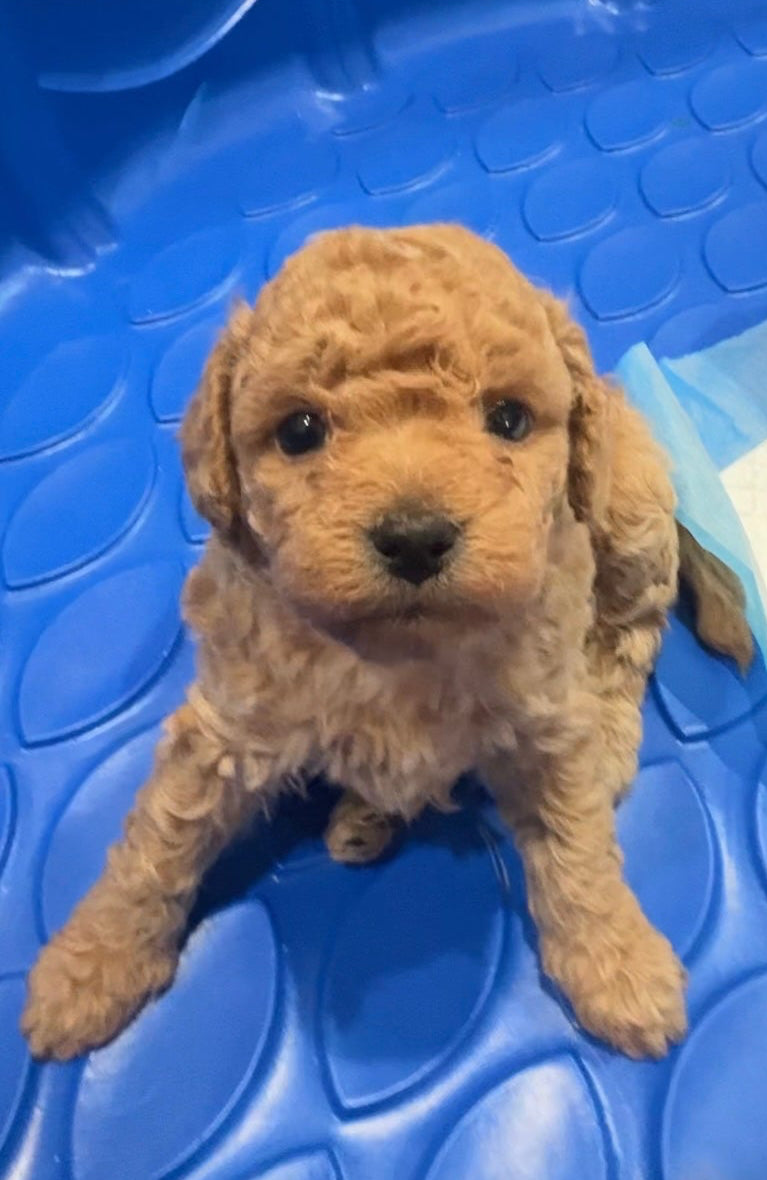 SOLD!!! Light Gold Toy Poodle (GIRL) (Deposit ONLY)