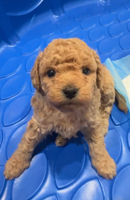 Light Gold Toy Poodle (GIRL) (Deposit ONLY)