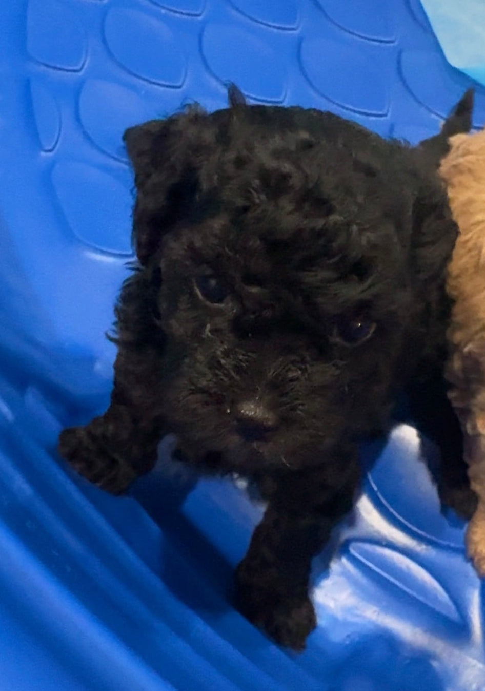 SOLD! Black Toy Poodle (GIRL) (Deposit ONLY)