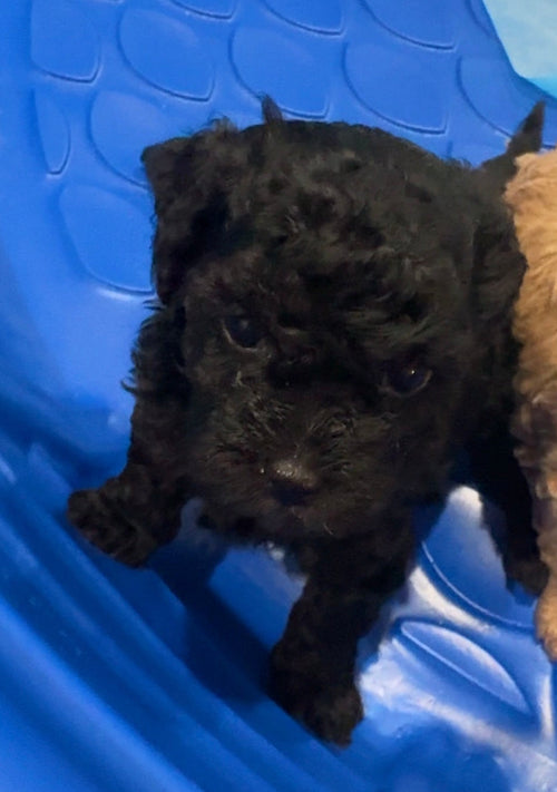 Black Toy Poodle (GIRL) (Deposit ONLY)