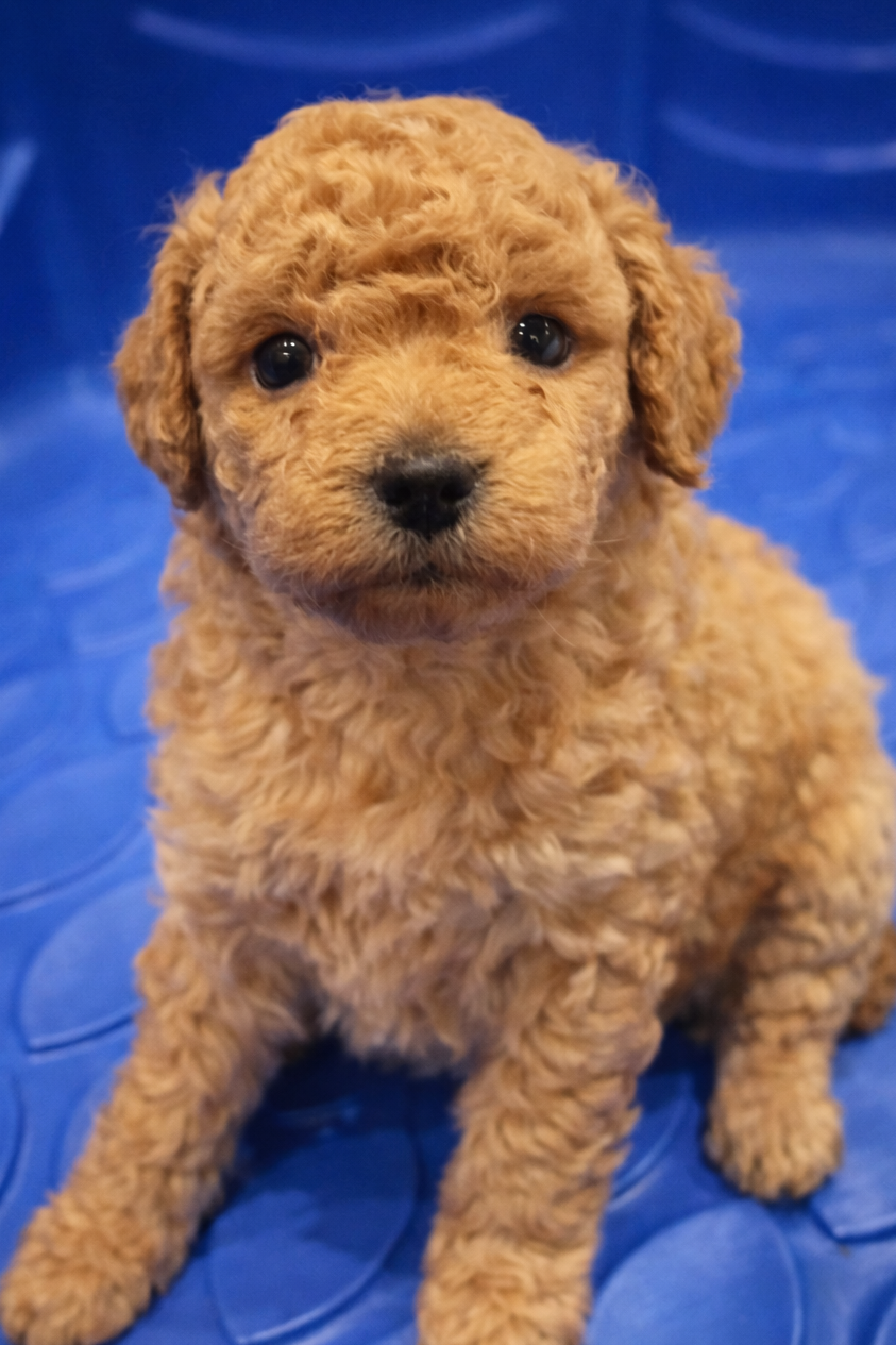 SOLD!!! Light Gold Toy Poodle (GIRL) (Deposit ONLY)