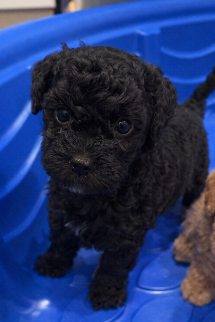 SOLD! Black Toy Poodle (GIRL) (Deposit ONLY)