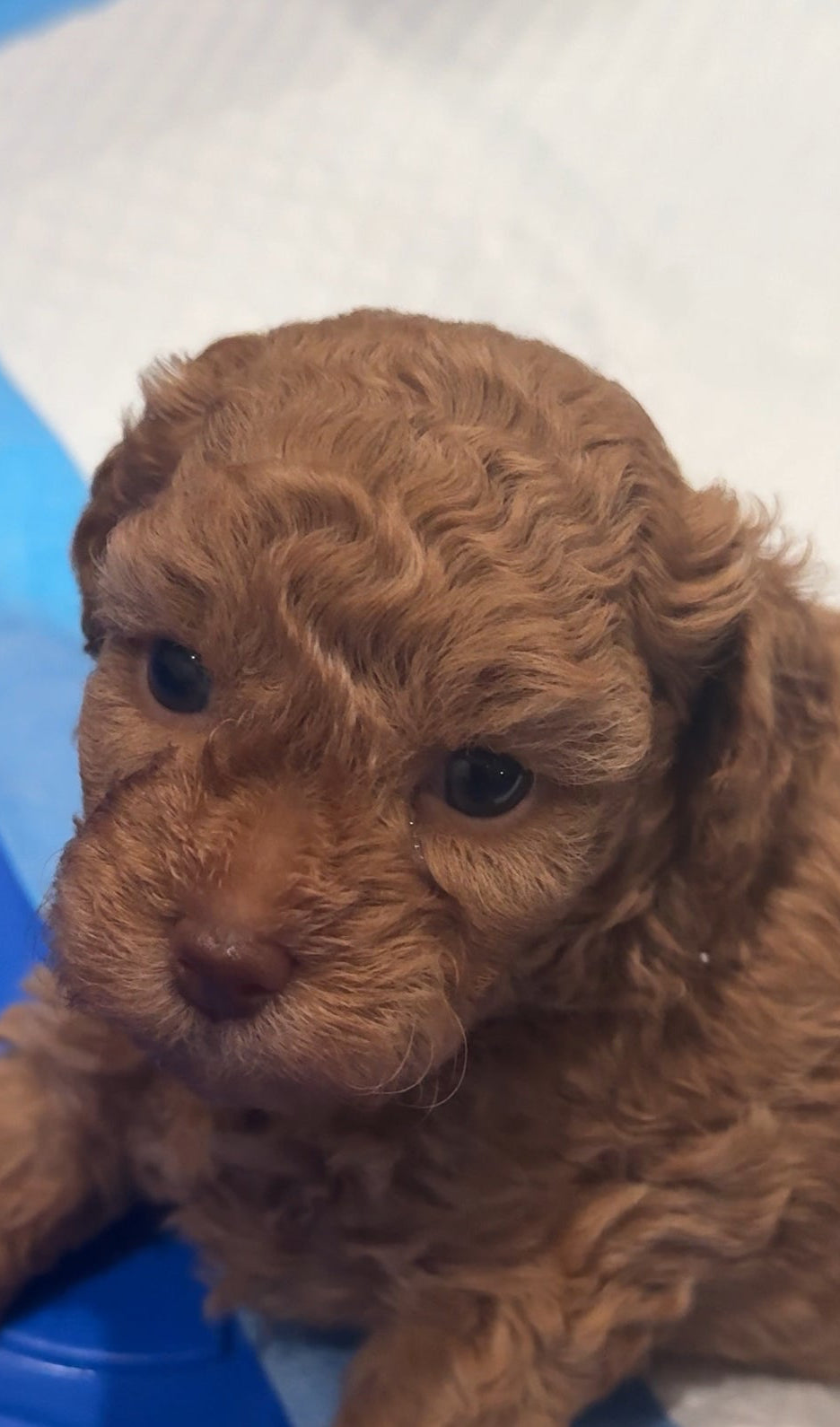 SOLD!!! Red Brown Toy Poodle (GIRL) (Deposit ONLY)