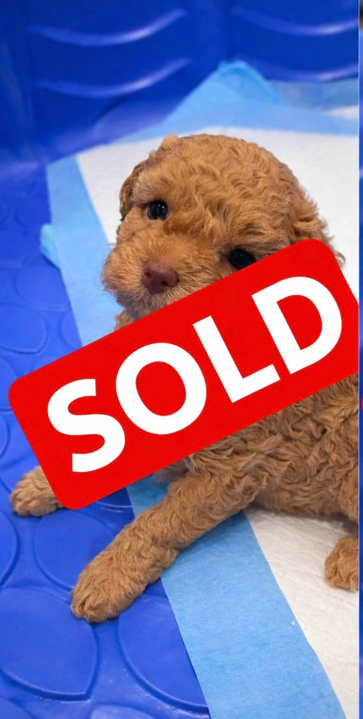 SOLD!!! Red Brown Toy Poodle (GIRL) (Deposit ONLY)
