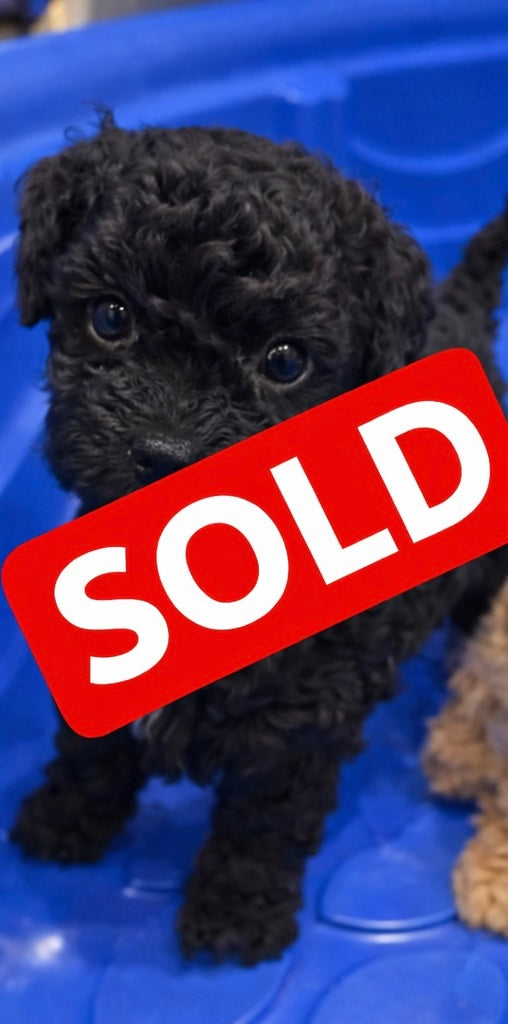 SOLD! Black Toy Poodle (GIRL) (Deposit ONLY)