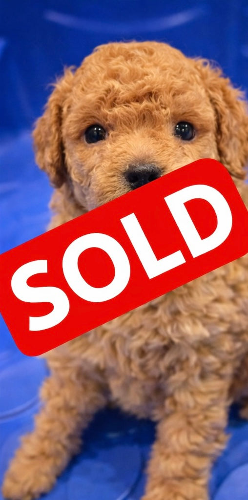 SOLD!!! Light Gold Toy Poodle (GIRL) (Deposit ONLY)